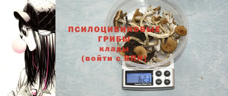 ссылка на мегу ссылки  Гусиноозёрск  Псилоцибиновые грибы GOLDEN TEACHER 